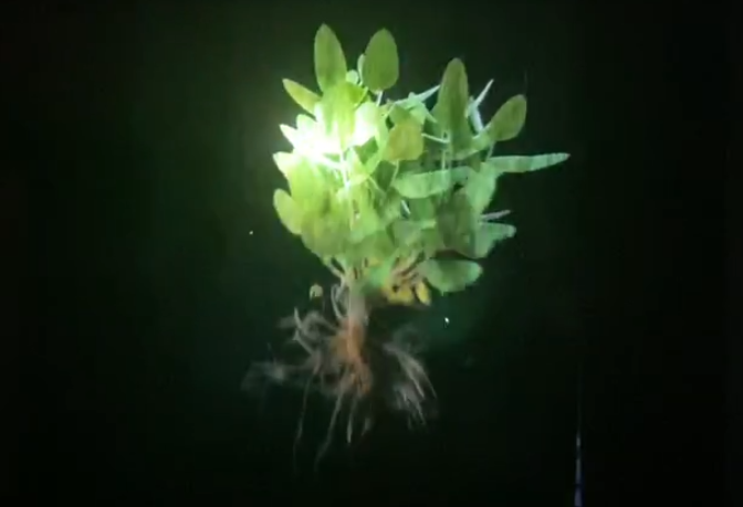 雾幕投影